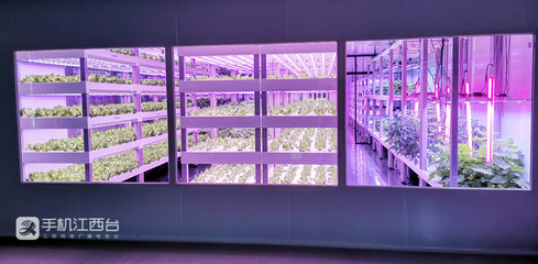 江西力源農業 創新模式，將農場“建在”超市，家門口的新鮮體驗